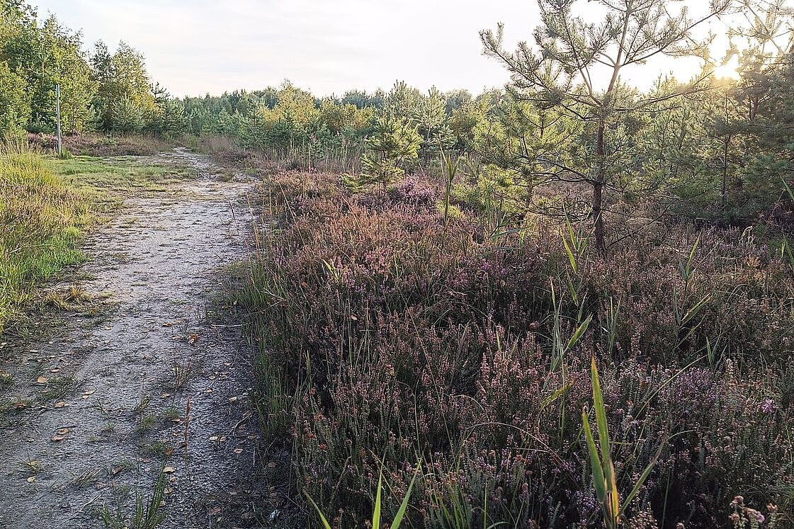 Feuchter Feldweg